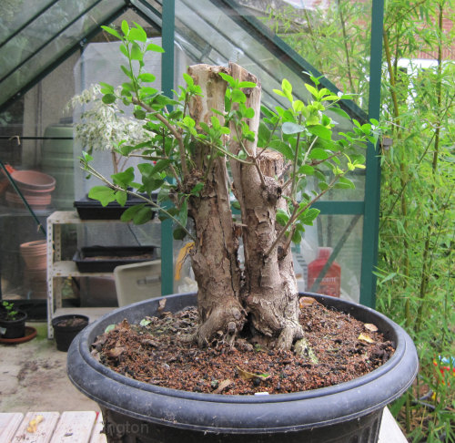 privet bonsai